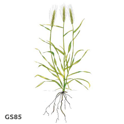 Illustration of cereal growth stage 85